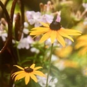 Item #017:  Susan Marske Photography #4- 8x10 item