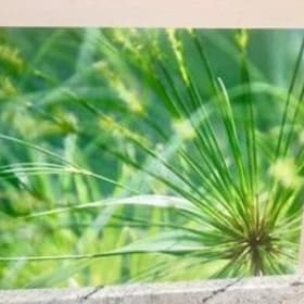 Item #019:  Susan Marske Photography #6- Pair 14x11 item