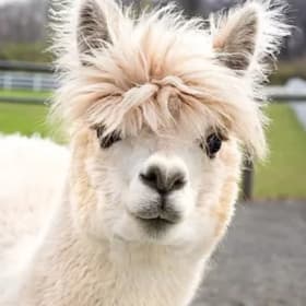 Family Visit to BlueBird Alpaca Farm item