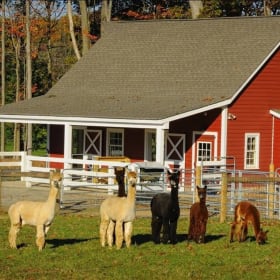 Family Visit to BlueBird Alpaca Farm item