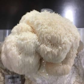 Lion’s Mane Mushroom Grow Kit item