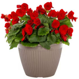 Begonias 12" Patio Pot item