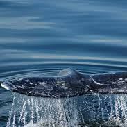 1/2D Whale & Wildlife Watching for 2 on the San Juan Clipper item