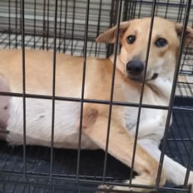 Give the strays a gift of compassion! item