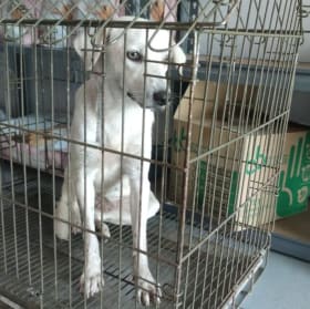 Give the strays a gift of compassion! item