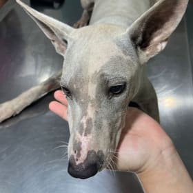 Give the strays a gift of compassion! item