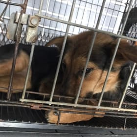 Give the strays a gift of compassion! item