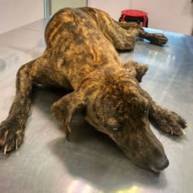 Give the strays a gift of compassion! item