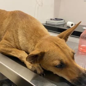 Give the strays a gift of compassion! item