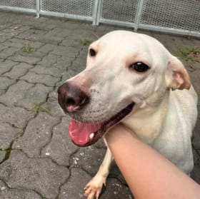 Give the strays a gift of compassion! item