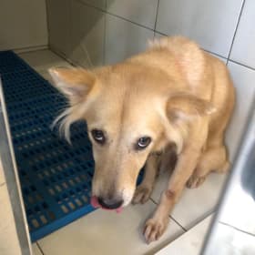 Give the strays a gift of compassion! item