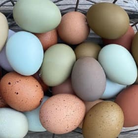 [24] Pasture raised chicken eggs (3 dozen) item