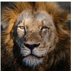 Framed Wildlife Print of your Choice item