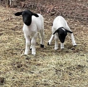 Weekend Campout On A Hobby Farm - Central Valley item