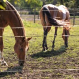 Horseback Riding Camp item