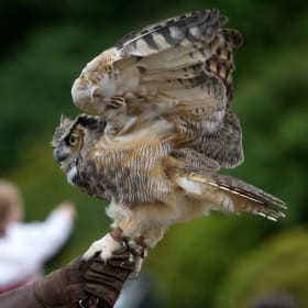 One year Family/Dual Membership to Wave Hill item