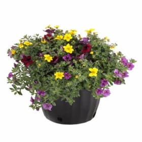 12" Mixed Annual Pots - variety item