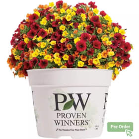 6" Mixed Flower Pots - variety item