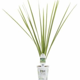 Grasses (aka "spikes") item