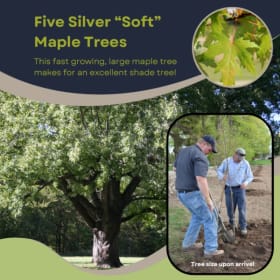 G22 - Five (5) Silver Maple Trees item