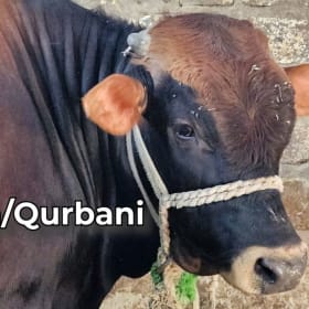 Share of Cow - Egypt item