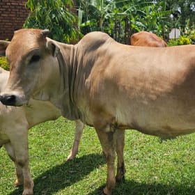 Cow (COMPLETE) - Uganda item
