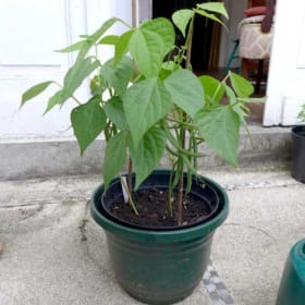 Pole Beans 10" Patio Pot item
