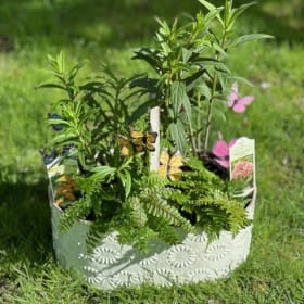 Plants and Butterflys at the Cleveland Botanical Garden item