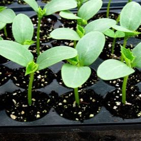 Flower / Vegetable / Herb item