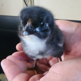 FHS Baby Chick - Oreo item