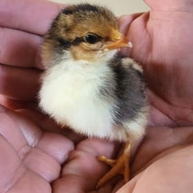 FHS Baby Chick - Brownie item