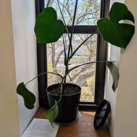 #30 Monstera Plant in Black Pot item