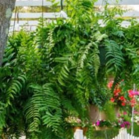 Onsite Flower Purchase - HANGING BASKET item