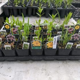 Native Plugs (1 Flat) item