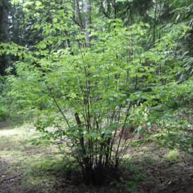 Native Shrub item