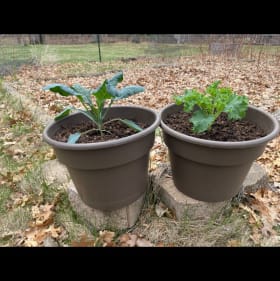 Grow Your Garden... with Kale! item