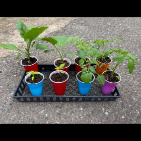 Garden Starter Bundle item