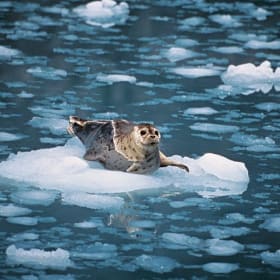 2. Alaskan Cruise – Valued at $8,500 item