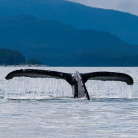 2. Alaskan Cruise – Valued at $8,500 item