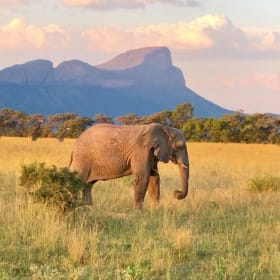 4. South African Photo Safari (Land Only) – Valued at $8,900 item