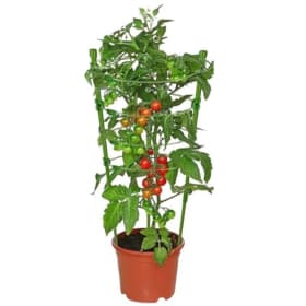 Tomatoes 10" Patio Pot (Caged) item
