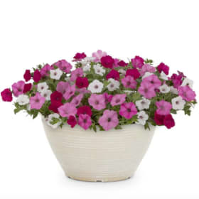 Petunias 12" Patio Pot item