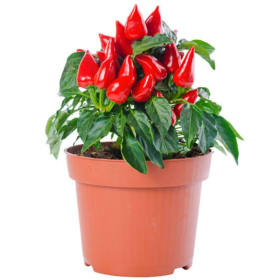 Peppers 10" Patio Pot (Caged) item