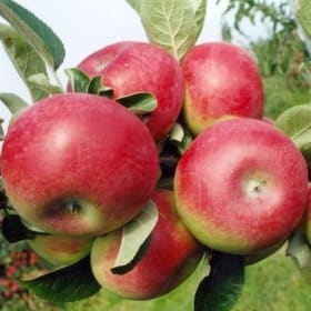 Heritage Potted Apple Tree & Gardening Basket item