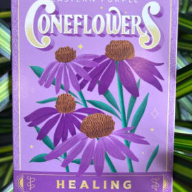 Coneflower Seeds-Healing item