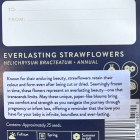 Strawflowers - Infinity item