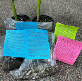 32. Bloom & Grow Bulb Package – Valued at $80 item