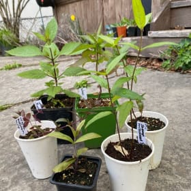 Romantic Pastels for sun & damp gardens (6 plants) item