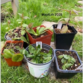 Jewel tones for sunny & damp gardens (7 plants) item