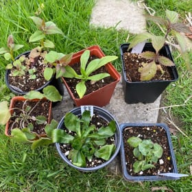 Jewel tones for sunny & damp gardens (7 plants) item